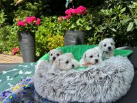 chłopcy - 4 tygodnie